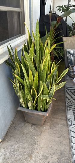 Large Snake Plant in Decorative Planter
