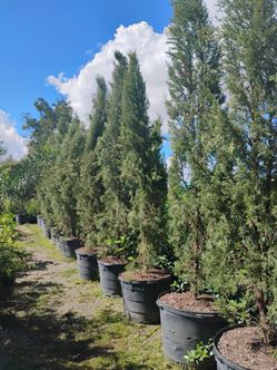 Large Italian cypress 8ft $250