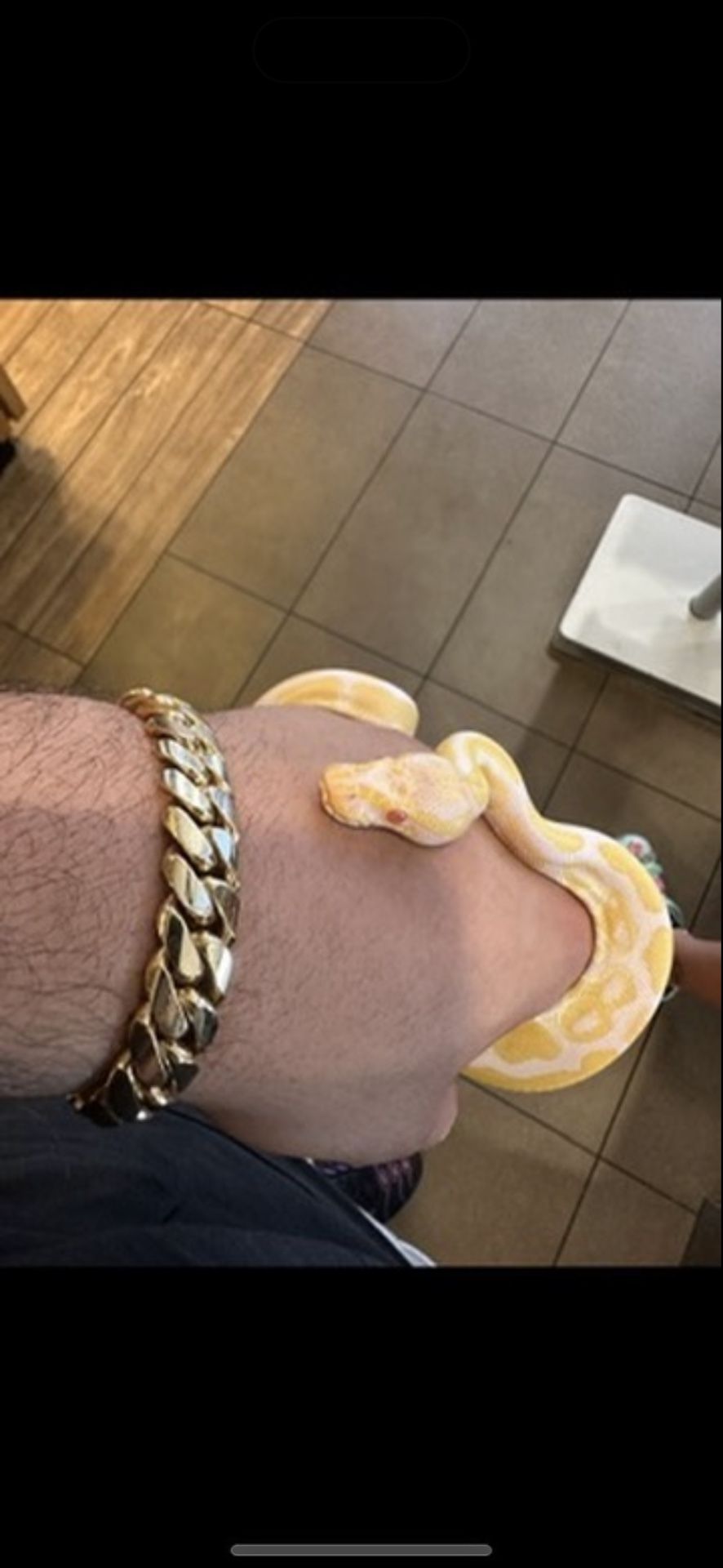 Albino Ball Python