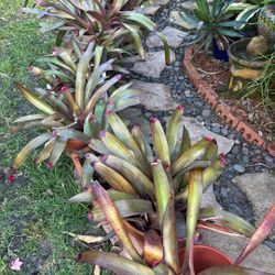 Bromeliad Plants Easy Care 