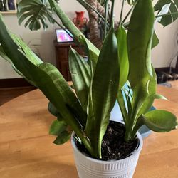 Snake Plant (3) 