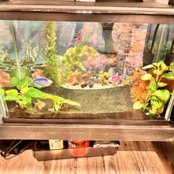 Established 10 Gallon Freshwater Aquarium 