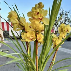 Cymbidium Orchids Big And Tall Địa Lan Vàng Lưỡi Đỏ