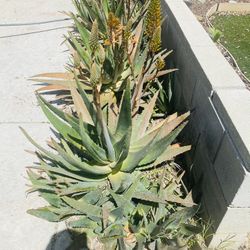 Very health Aloe Vera Plants