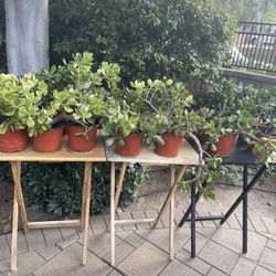 Jades For Sale! 15 Jades! 