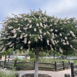 Plants - Young Healthy Shady Beautiful Flowering Tree, Started From Seedling of a Buckeye Tree, also known as “California Buckeye”. $10 or 2 for$15.