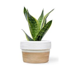 Basket Plant Cover
