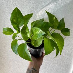 Golden Pothos 