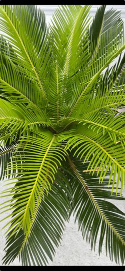 King Sago Plam Tree .