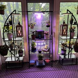 TAKING IN UNWANTED HOUSEPLANTS