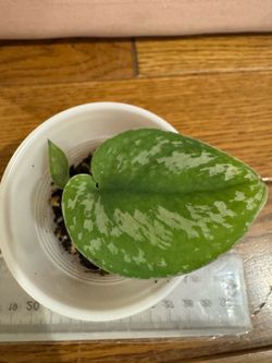 Scindapsus 3 rooted cuttings plant