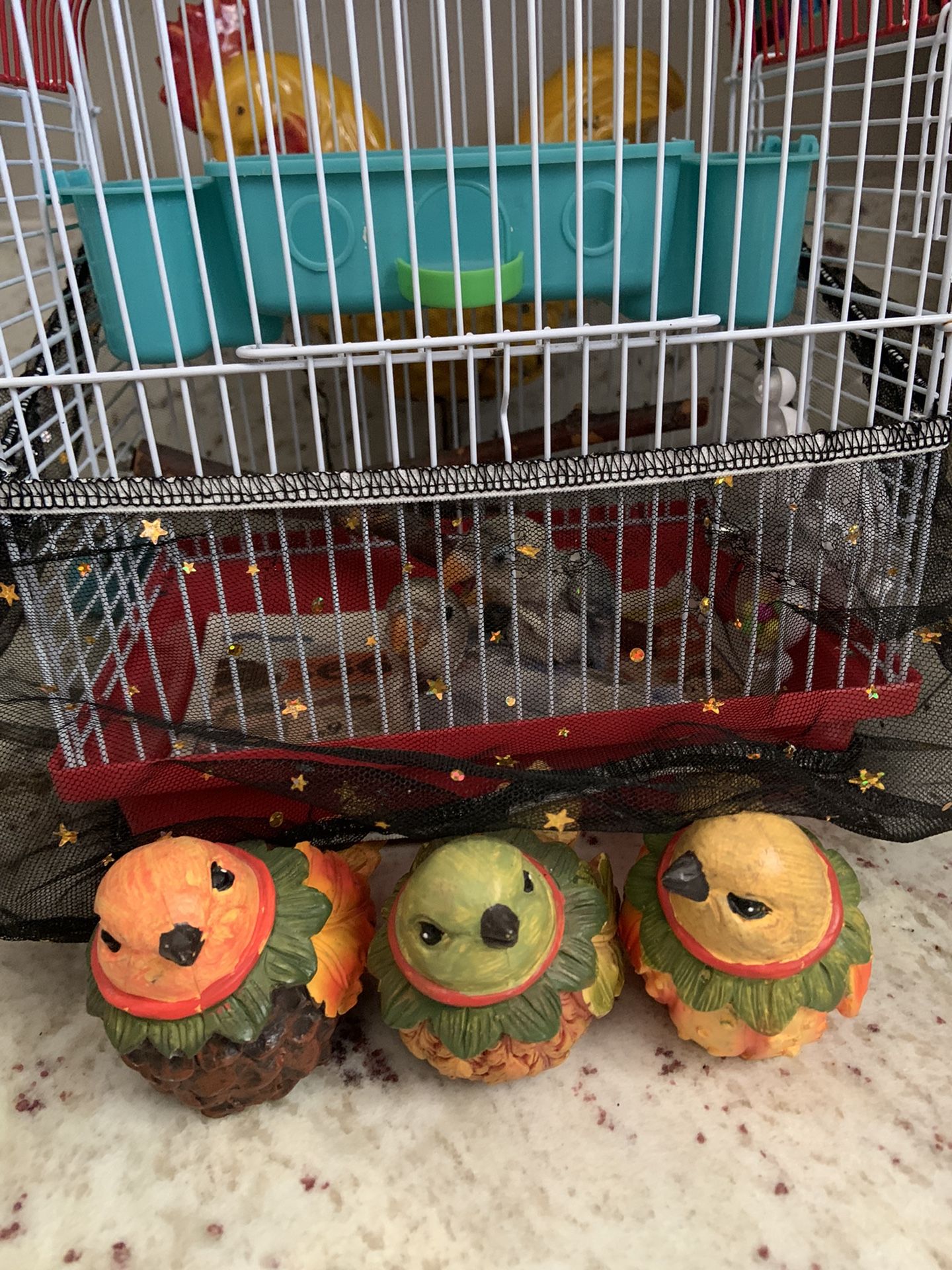 Bird Cage