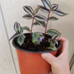 Tradescantia Zebrina Plant / $5  / Matali / NELLIS BLVD & Cheyenne Ave.