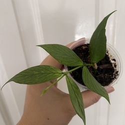 Beautiful Hoya Polyneura Broget Plant