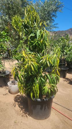 Aphonso mango specimen