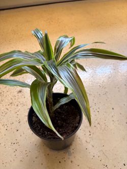 HousePlants: wandering Jew, purple Heart,  Cactus