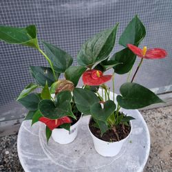 Red Anthurium Plant 4" Pot$1 Each