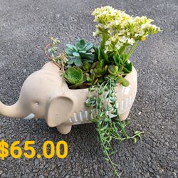 Suculents IN A Lucky Santa Fe Elephant Ceramic Pot 