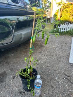 Chile Serrano