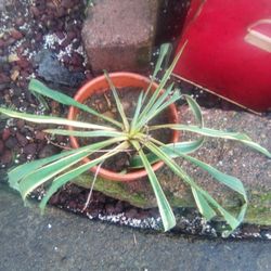 Plants For Trade For Other Plants For Outdoor 