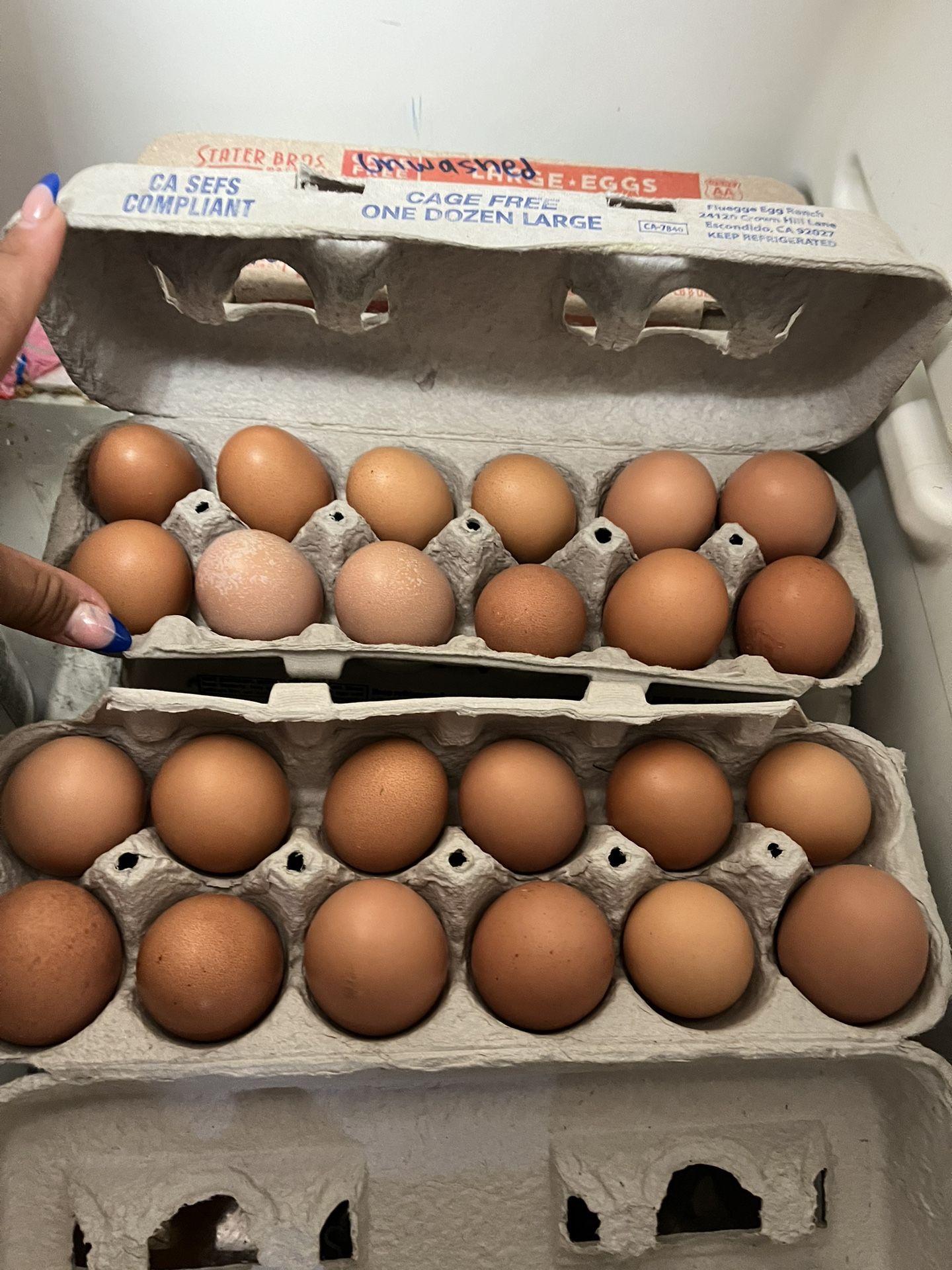 Eggs 