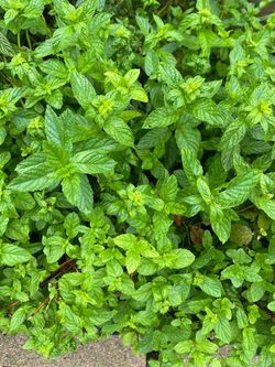 Brushy Mint
