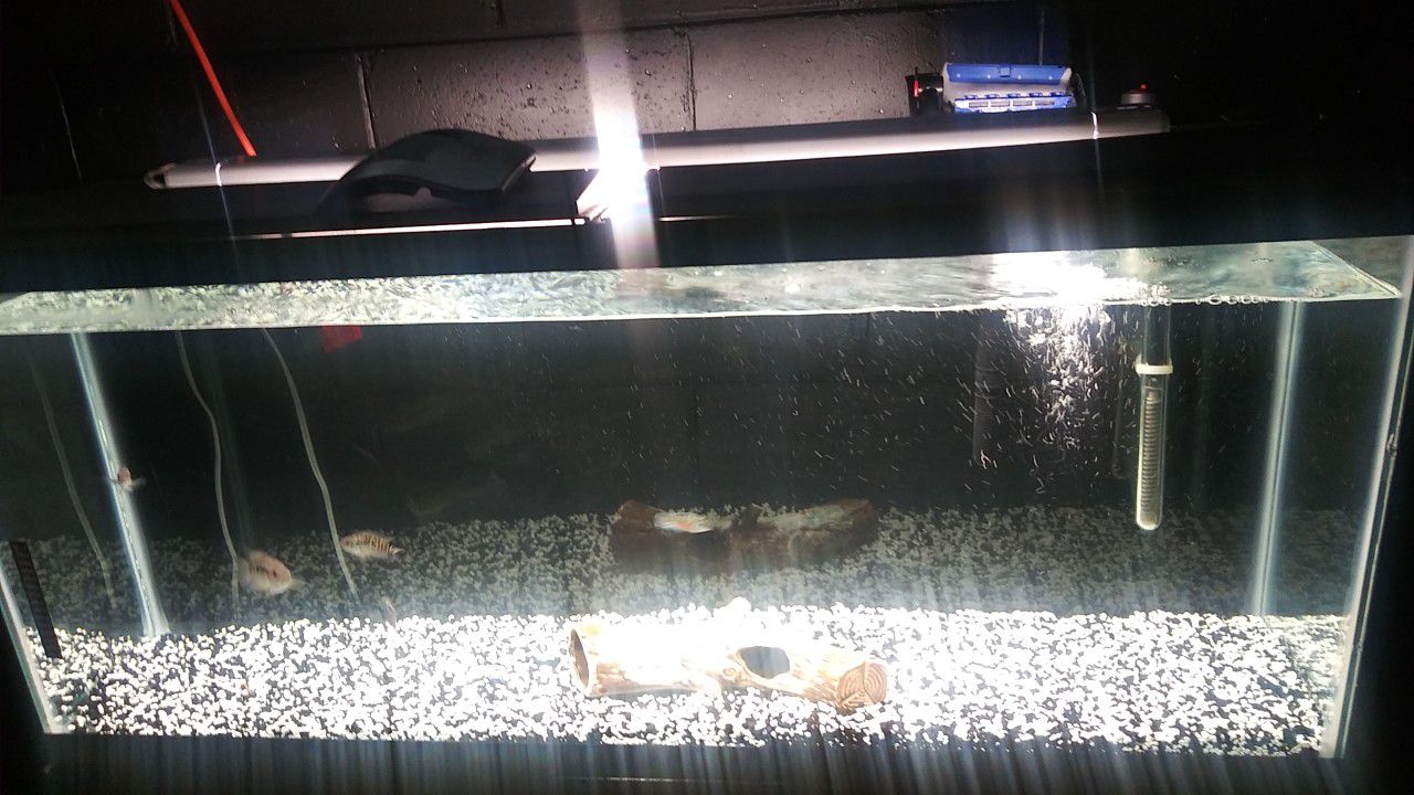 55 gallon tank with stand and filter heater
