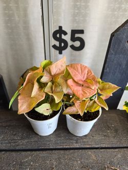 Pink Arrowhead Plants