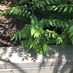 Currey Leave Plant