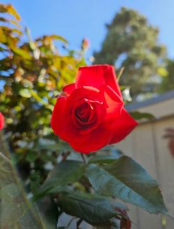Beautiful Red Rose Tree in Ceramic Pot