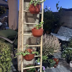 Nice And Healthy Vinca Plant In White And Purple Color And A Elephant Succulent Plant!