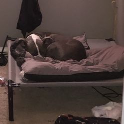 Lifted Dog Bed