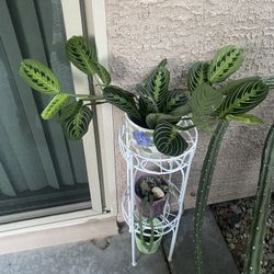 Prayer Plant 