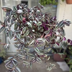 Purple Tradescantia Zebrina Plant 💜🪴