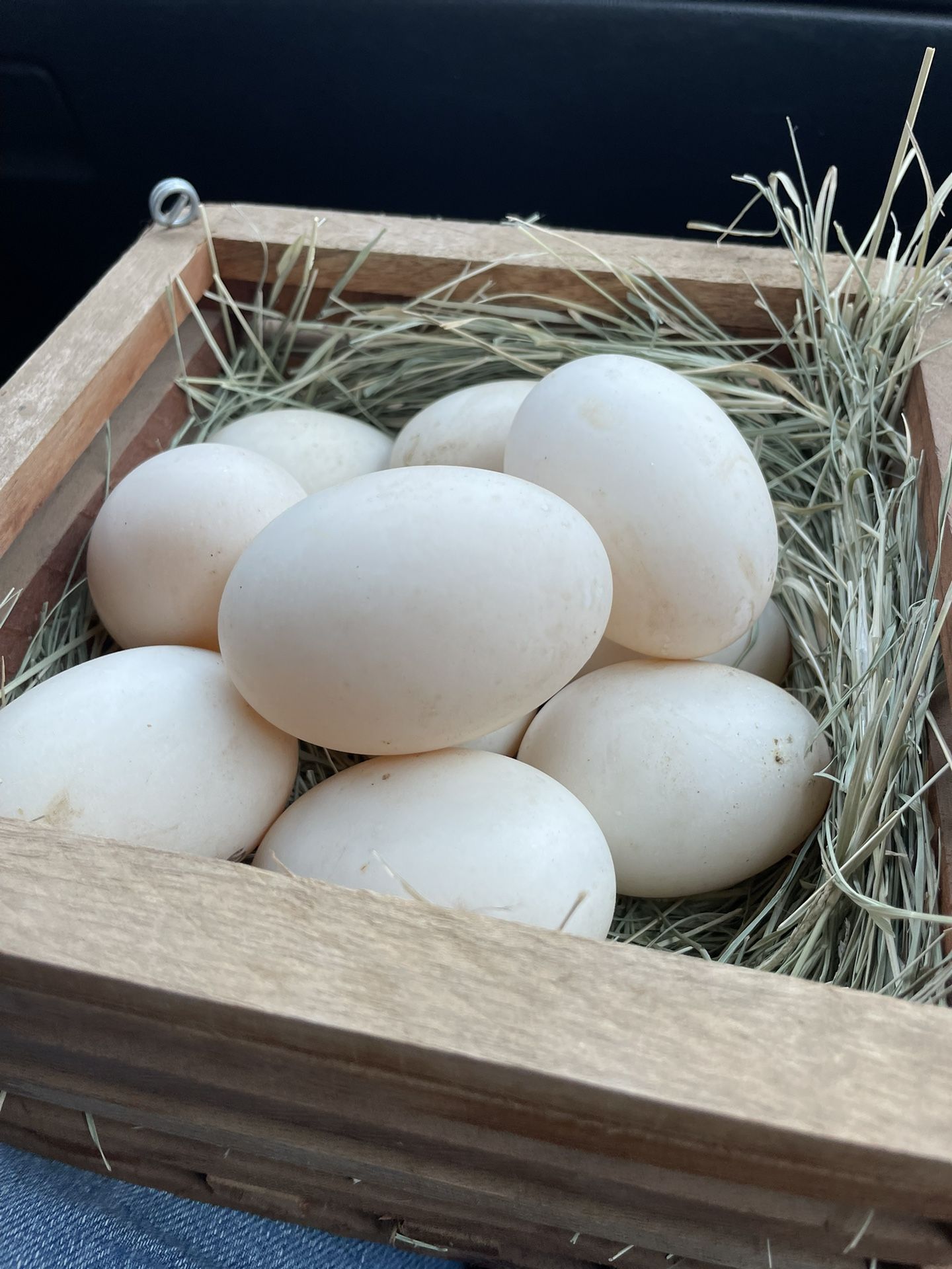 Duck Eggs