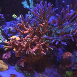 Fake Decorative Coral $150 OBO