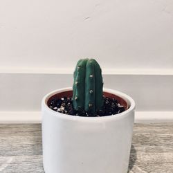 Cute Cactus 