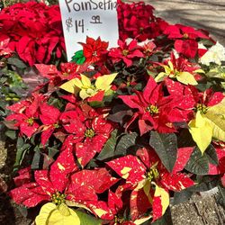 Poinsettia 