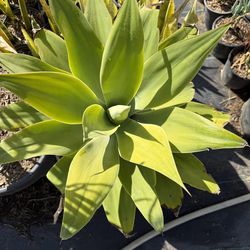 Foxtail agave attenuata cactus succulent plant