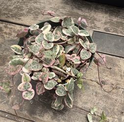 4” Variegated String of Hearts