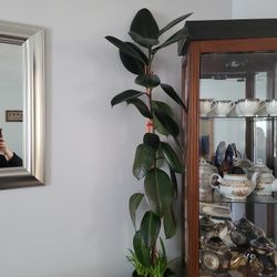 Ficus Elastica Rubber Tree Live Indoor Plant, in Ceramic Pot

