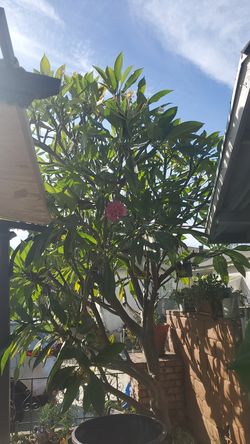 Plumeria cuttings