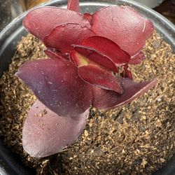Succulent