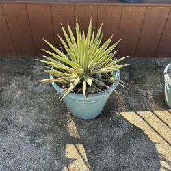 Plant 