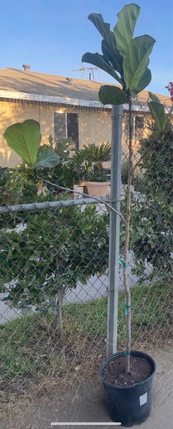 Fiddle-leaf Fig (Ficus Lyrata Tree)
