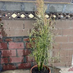 Plant About 70” Tall