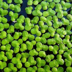 Aquarium Plants  Free