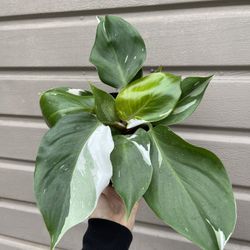 Rare Philodendron White Knight In 6” Pot