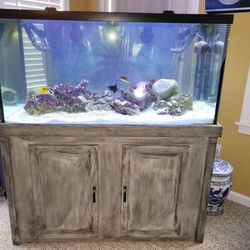 Salt Water Fish Tank