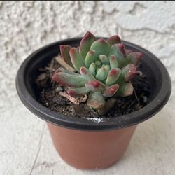 3 Inch Pot Succulent Plant Rossete - Hybrid Sedeveria - Blue Elf - Rooted & Established - Drought Resistant - 🪴